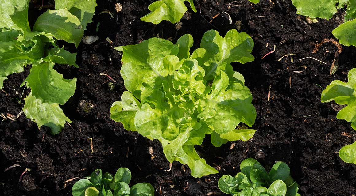 Handige tuintips moestuin