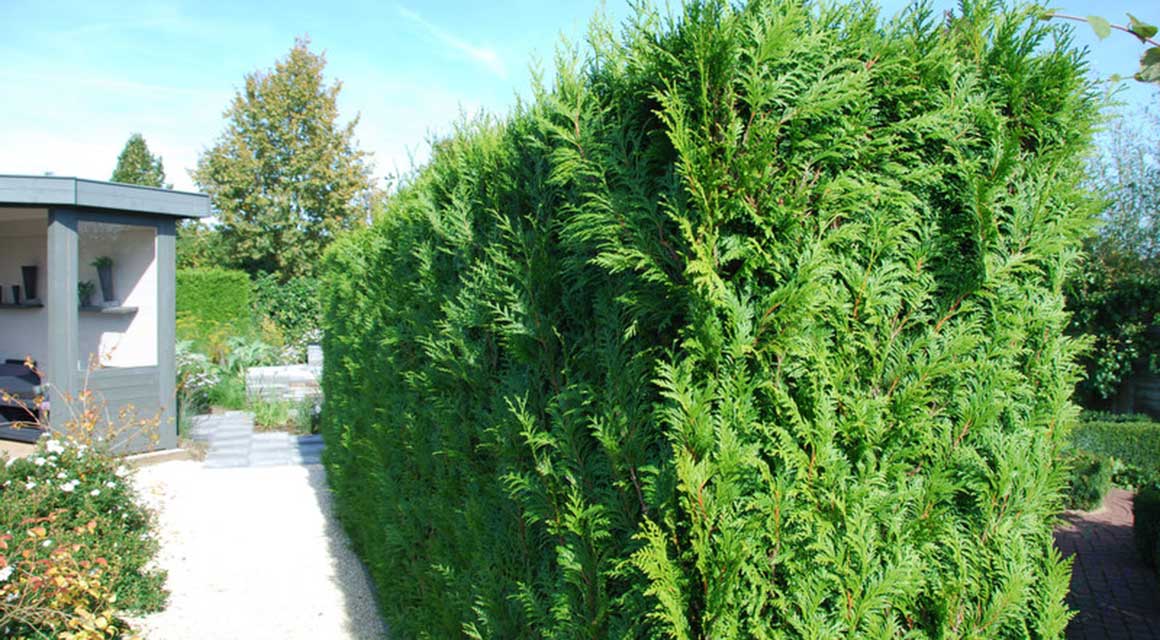 In vorm gesnoeide thuja