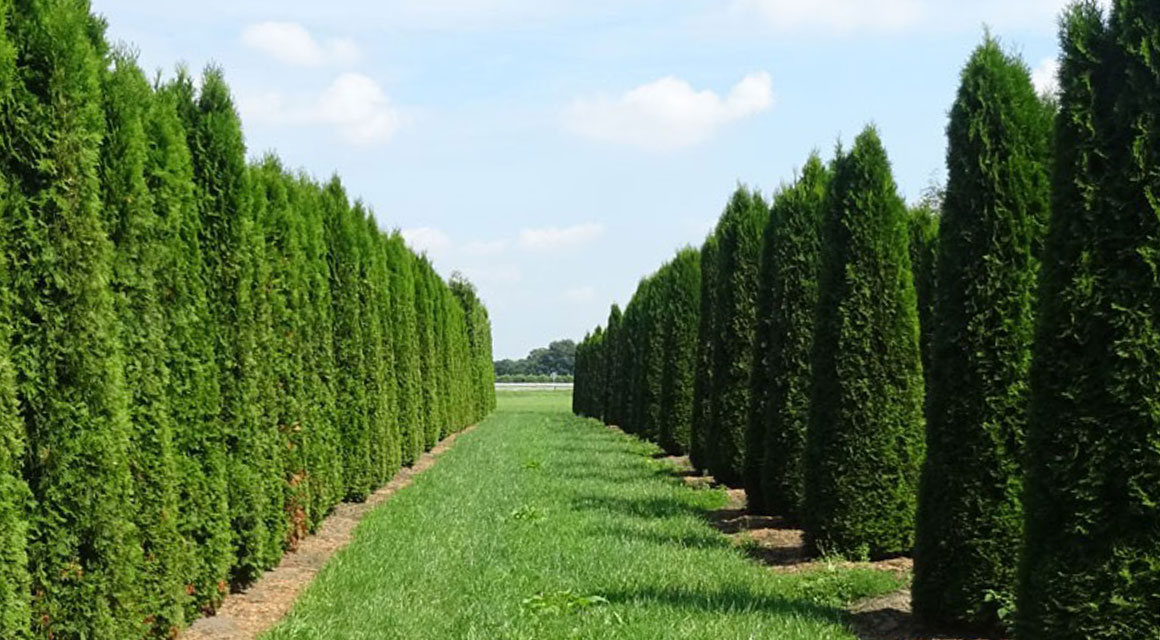 Waarom zou ik thuja planten?