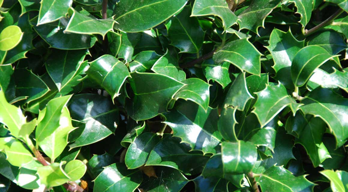 Wintergroene haagplanten ook nadelen