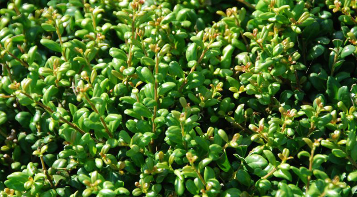 Waarom is de ene wintergroene haag duurder dan de andere?