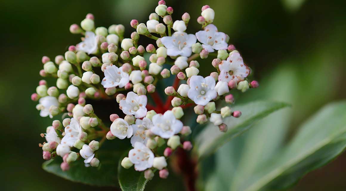 Haagplanten beschermen Viburnum tinus