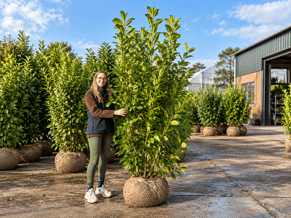Grote laurierhaagplanten met kluit op de kwekerij, met een persoon die de hoogte van de planten laat zien