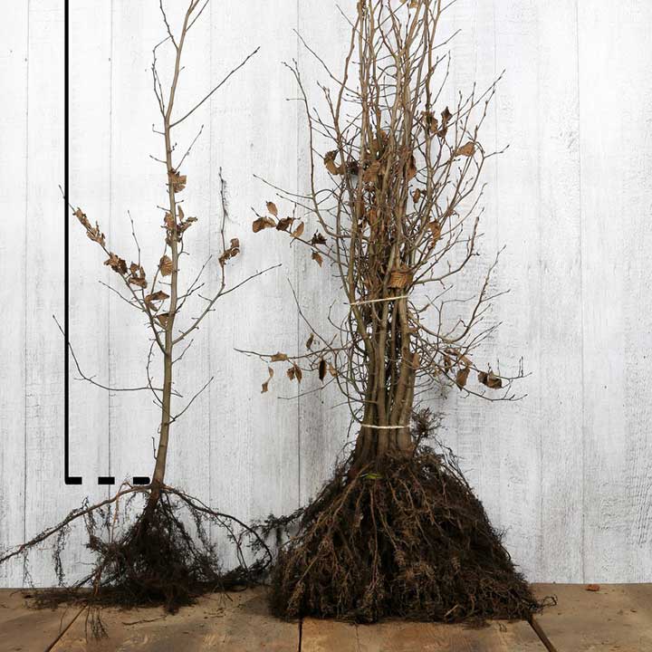Haagbeuk met blote wortel Haagbeuk met blote wortel