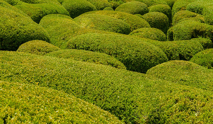 De buxus: onevenaarbaar?