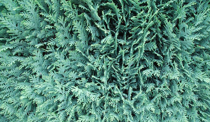 Hoe plant ik een Californische cipressenhaag?