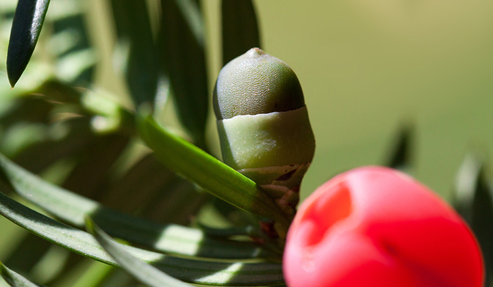 Grond draineren voor taxus