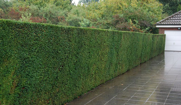 Taxus zonder bessen