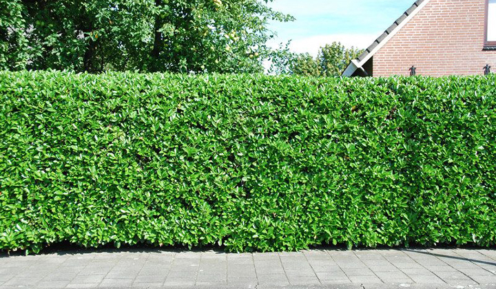 hoog laurierhaag