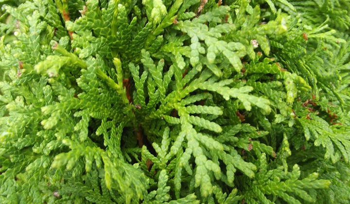 Verschillende Thuja-soorten zijn verschillend winterhard