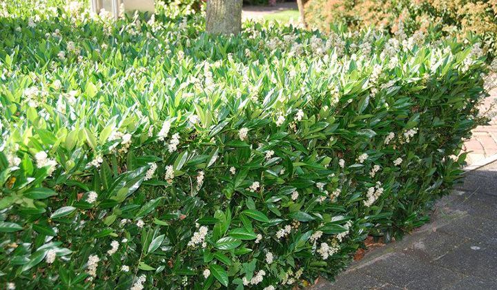 Laurierhaag laag houden