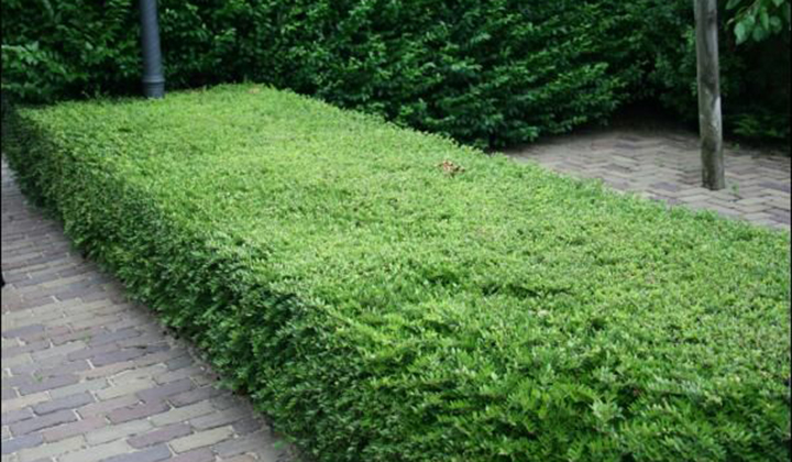 Lonicera nitida als buxusvervanger