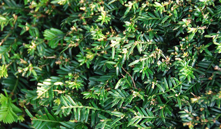 Taxushaag planten