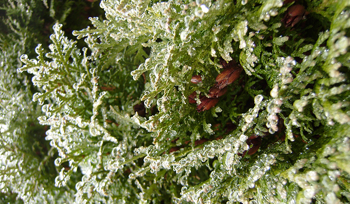 Schimmelziektes in de thuja