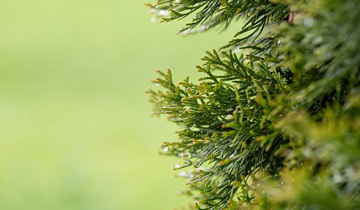 Hoe snoei ik mijn thuja?
