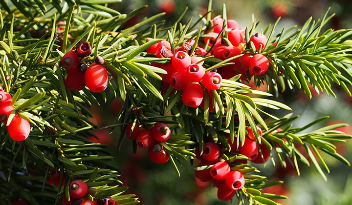 Taxus hicksii