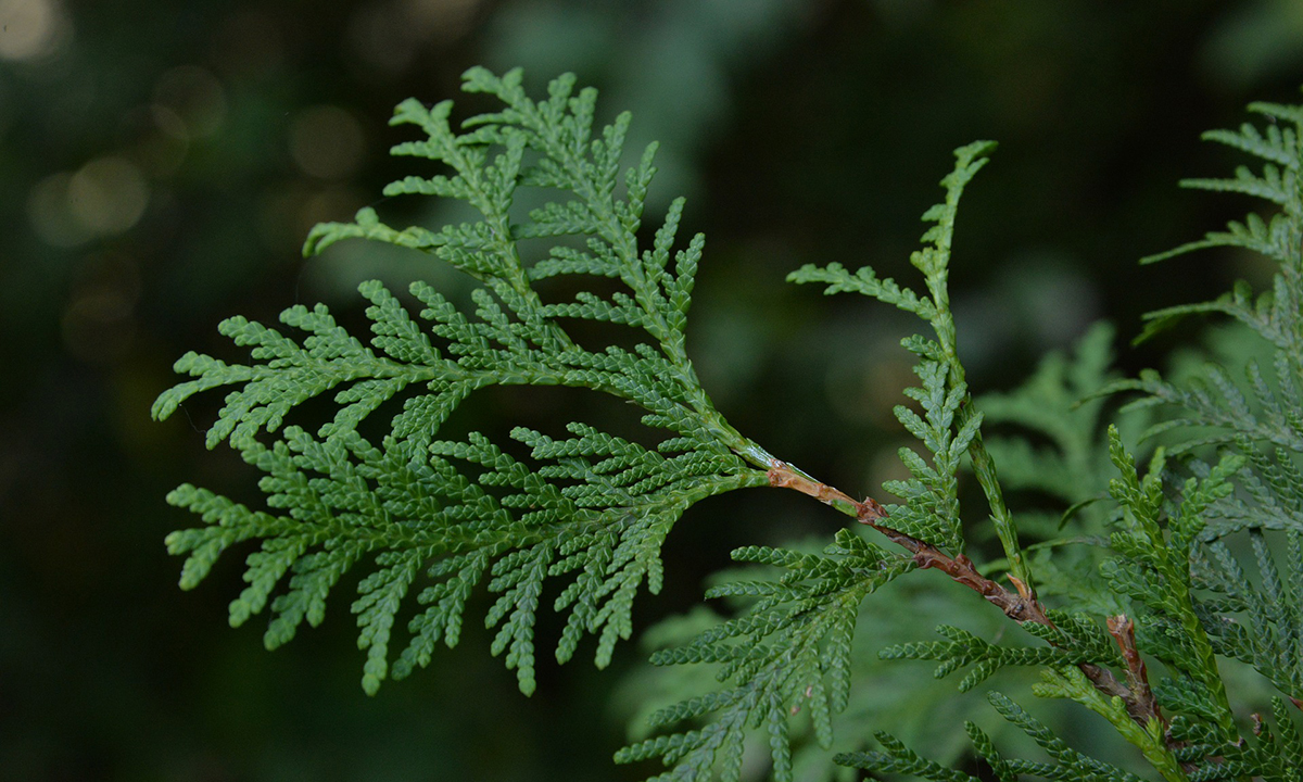 Hoe oud kan thuja worden?