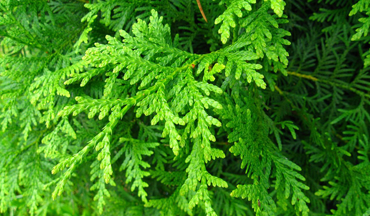 De thuja is erg makkelijk over zijn standplaats