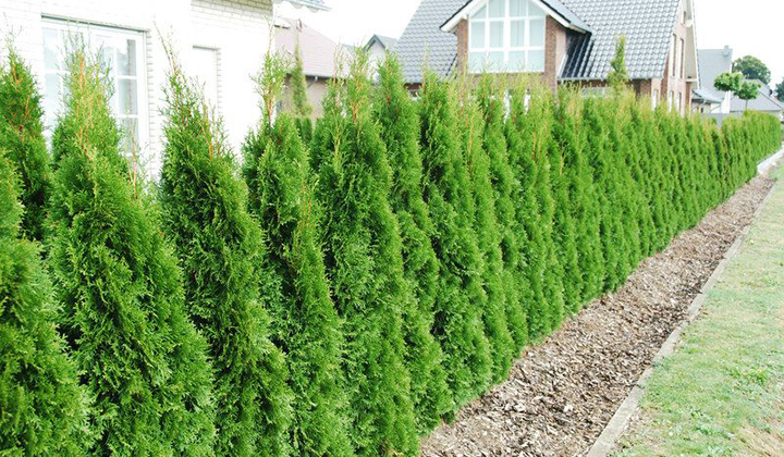 Plantseizoenen voor de thuja: herfst en lente