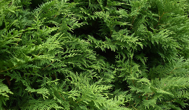 Wanneer moet ik mijn thuja snoeien?