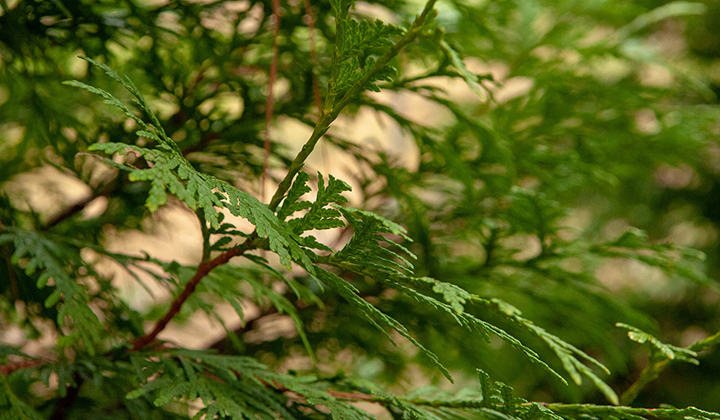 Wanneer thuja bemesten