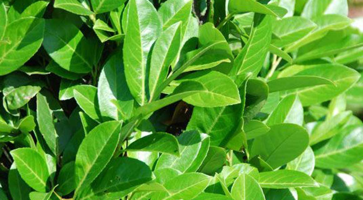 Wintergroene planten voor een levendige tuin laurier 'Rotundifolia'